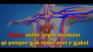 Anatomia Dhe Funksioni i Zemres Sistemi i Qarkullimit te Gjakut [upl. by Onailimixam]