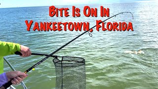 FISHING YANKEETOWN FLORIDA  MANGROVE SNAPPER  RED DRUM [upl. by Sorazal]