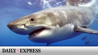 Swimmer killed in horror shark attack in New Caledonia [upl. by Kellda]