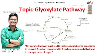 Glyoxylate cycle biochemistry IImetabolism  CSIR NETJRF  GATE  Life science  ICMR dbt icar [upl. by Halak]