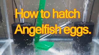 How to hatch angelfish eggs on your own [upl. by Etteluap536]