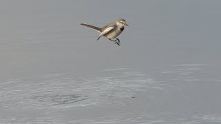 コバエのピンチ ～ハクセキレイ～ Japanese Pied Wagtail catching gnats Ballerina bianca giapp Motacilla alba lugens [upl. by Esinet395]