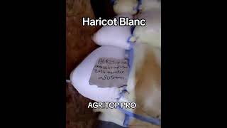 Haricot blanc  AGRITOP PRO  wwwagritoppro [upl. by Laenej]