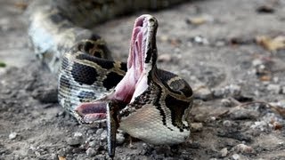 Python vs Python 01  Snake Cannibalism [upl. by Goldfinch785]