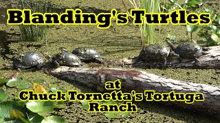 Blandings Turtles at Chuck Tornettas Tortuga Ranch [upl. by Seta]