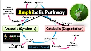 amphibolic nature of tca [upl. by Oiril]