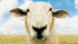 Sheep sounds [upl. by Modern]