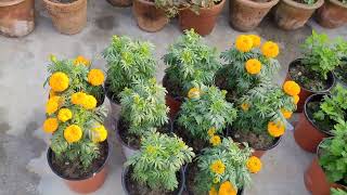 गेंदे के एक एक पौधे पर आई अनगिनत कलिया  buds on Marigold plant [upl. by Ahsikyw]