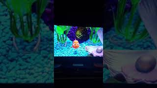 Finding Nemo  AnemoneNemo Marlin Scene  English Version HDWMV  YouTubemp4wmvwmvwmvwmv [upl. by Eelibuj670]