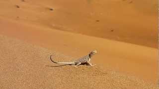 Arabian Toadheaded Agama Phrynocephalus arabicus [upl. by Tedric969]