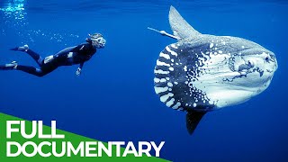 Ocean Stories  Full Series  Free Documentary Nature [upl. by Ahsemrak]