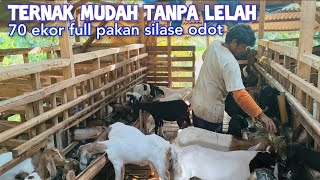 Cara Mudah Ternak Kambing 70 Ekor Kambing Tanpa Ngarit Tiap Hari [upl. by Erimahs306]