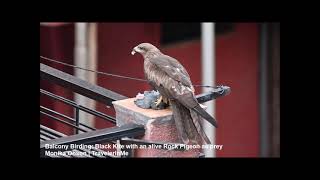 Balcony Birding The Hunter Black Kite amp The Hunted Rock Pigeon [upl. by Weider475]