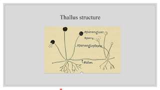 Rhizopus structure and reproduction [upl. by Ennaylil]