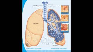 poumon  RONCHIS [upl. by Ahseinet]
