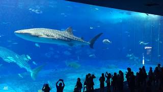 Timelapse  Kuroshio Sea Okinawa Churaumi Aquarium Japan [upl. by Akehs]