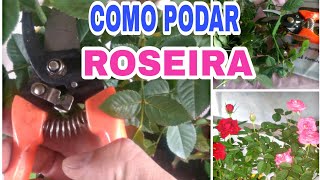 COMO CULTIVAR ROSAS EM VASO [upl. by Pammie]