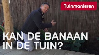 Bananenplant in de tuin Kan dat  Tuinmanieren [upl. by Kramer]