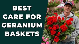 Best GERANIUM Care for Baskets  How to Clean Up amp Care for Geraniums [upl. by Tychon]