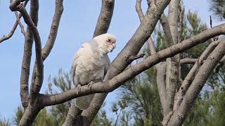 The Shortbilled Corellas Australia [upl. by Anerac]