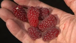 All About Berries  Strawberries Raspberries Blackberries Huckleberries  Andrew Weil  MD [upl. by Dnumsed398]