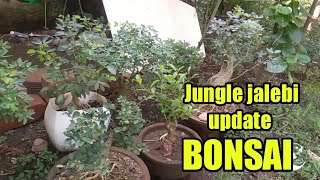 all jungle jalebi bonsai updates pithecellobiumdulce [upl. by Notserk605]