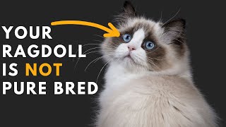 How to identify Your Ragdoll Cat is Pure Bred or Not [upl. by Enined487]