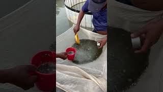 Catla fish seed packing fish fishlovers [upl. by Lahsiv]