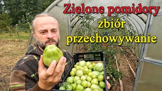 Zielone pomidory Zbiór przechowywanie i dojrzewanie [upl. by Rehpotsrhc358]