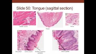 13 Medical School Histology Digestive System I  Part 2 Oral Cavity to the Stomach [upl. by Inneg]