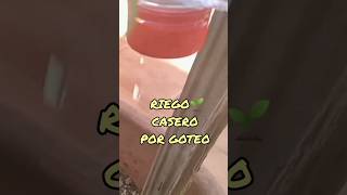 Poniendo a prueba un riego por goteo 💧casero [upl. by Aysan]