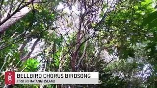 Listen to the Bellbird chorus birdsong [upl. by Morganica]