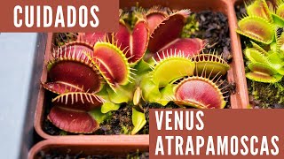 Hablemos de Dionaea muscipula  Cuidados de Venus atrapamoscas  Carnivorous Land [upl. by Reifnnej637]