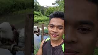 Brahminy Kite taking a fish in my hand🥰Team Uwak animallover foryoupageシ fypviralシ [upl. by Kerns563]