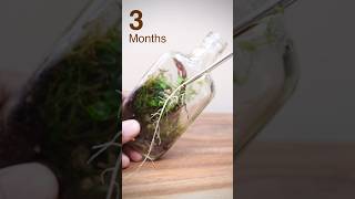 Recycled bottle terrarium after 3 months [upl. by Budde]