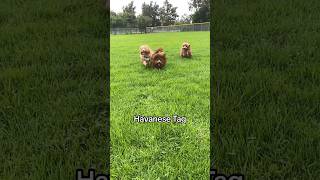 Furball Dogs Playing Tag [upl. by Jennine]