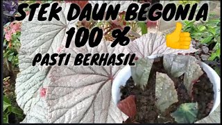 CARA MENANAM BEGONIA STEK DAUN 100 BERHASIL [upl. by Philbert97]