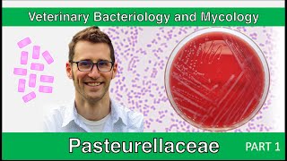 Pasteurellaceae Part 1  Veterinary Bacteriology and Mycology [upl. by Ecirehs97]