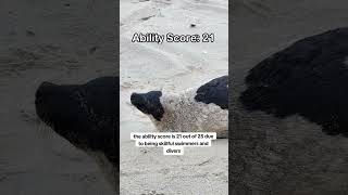 Harp Seal Ranking animals wildlife arctic seal [upl. by Sall36]