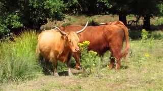 Schotse Hooglanders op de Posbank 12 7 2014 [upl. by Jaela703]