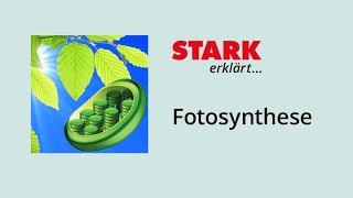 Fotosynthese – Bedeutung und Ablauf  STARK erklärt [upl. by Hendrika]