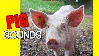 Pig Sound Effects [upl. by Hitt990]