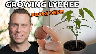 Growing LycheeLitchie Tree From Seed  Part 1  03 months progress [upl. by Aracal]