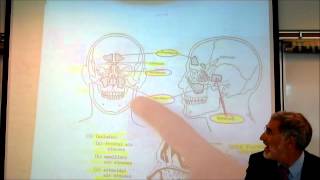 ANATOMY RESPIRATORY SYSTEM by Professor Finkwmv [upl. by Clevey]