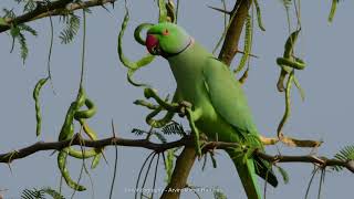 Rose ringed Parakeet feeding on seeds of Gando Baval  arvindography  4kvideo [upl. by Breech]