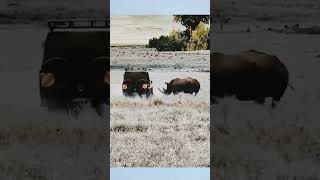 Rhino Attack shortvideo viral rhino [upl. by Otrebcire]