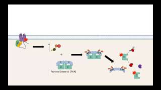 GPCR AC cAMP PKA pathway [upl. by Butler]