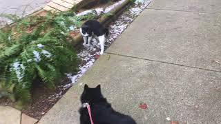 Schipperke Dog Attacked by Evil Nemesis Kitten [upl. by Abekam383]