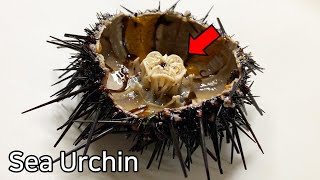 Strange Organ Inside a Sea Urchin   Sea Urchin Dissection [upl. by Ajdan]