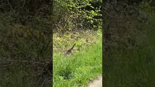 Riesenschnauzer begegnen Wildschweine im Wald [upl. by Edge814]